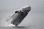 Humpback whale (Megaptera novaeangliae) breaching. Frederick Sound,  Alaska,  USA