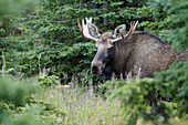 Moose (Alces alces),  3-4 year old male. Alaska,  USA