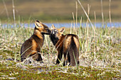 Red Fox (Vulpes vulpes),  two youngs during dark phase playing. Seward Peninsula,  Alaska,  USA