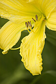 Day lily Hemerocallis Wellington,  Ontario,  Canada