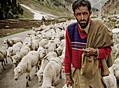 sheep herder walking down the road with his flock in Kashmir India.