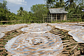 Rice paper production, rice paper drying up in the sunlight, Mekong Delta, Can Tho Province, Vietnam, Asia