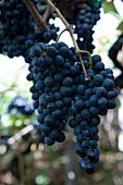 Grapes in the vineyard of the Madeira Wine Company, Estreito de Camara de Lobos, Madeira, Portugal