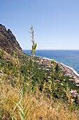 Blick durch Zuckerrohr auf Küste, nahe Paul do Mar, Madeira, Portugal