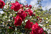 Red Roses in a garden, Santana, Madeira, Portugal