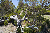 Baum am Wanderpfad zum Gipfel des Berg Pico Ruivo, Pico Ruivo, Madeira, Portugal