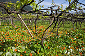 Nasturtium Field in Vineyard, Cruzinhas, Madeira, Portugal