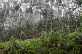 Eucalptus Trees near Funchal, Madeira, Portugal