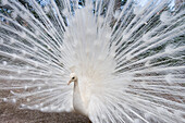 White Peacock in Bird Park at Jardim Botanico Botanical Garden, Funchal, Madeira, Portugal