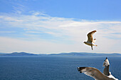 Seagulls during flight over Dingle Bay, Slea Head, Dingle Peninsula, County Kerry, west coast, Ireland, Europe