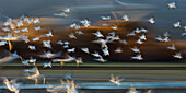 Snow Geese flight, abstract, Bosque del Apache, Anser caerulescens atlanticus, Chen caerulescens, New Mexico, USA