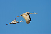 Sandhill Cranes in flight, Grus canadensis, Bosque del Apache Wildlife Refuge, New Mexico, USA