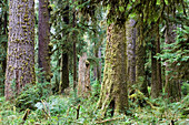 Rainforest, Hoh Rainforest, Olympic Nationalpark, Washington, USA