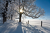 Winter scenery in the sunlight, Upper Bavaria, Germany, Europe