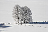 Bavarian winter scenery with trees, Upper Bavaria, Germany, Europe