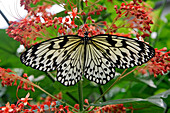 Parides Iphidamas, Costa Rica, Butterflies In A Tropical Greenhouse, Naturospace, Honfleur, Calvados (14), Normandy, France