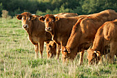 Limousine Cows, Creuse (23), France