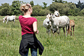 Camargue Horses, Discovering The Flora And Fauna Of The Marais Vernier With A Guide From The Normandy Regional Park, Eure (27), Normandy, France