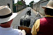 Harnessing Of Percheron Draught Horses, Beville-Le-Comte, The Wheat Route, Eure-Et-Loir (28), France