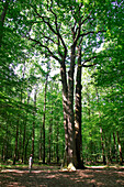 The Three Brothers' Oak, Senonches Forest, Eure-Et-Loir (28), France