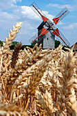 Wheat Field And The Pelard Mill, Feugeres Woods, Eure-Et-Loir (28), France