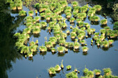 Aerial View Of The Conie River, Mounds Of Aquatic Grass, Eure-Et-Loir (28), France