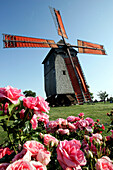 The Windmill Of The Bois De Feugeres Near A Bed Of Roses, Eure-Et-Loir (28), France