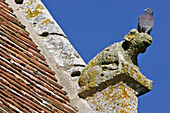 Pigeon On A Gargoyle, Church Of Chatillon-En-Dunois, Eure-Et-Loir (28), France
