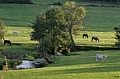 Percheron Horse Farm, Nogent-Le-Rotrou, Eure-Et-Loir (28), France