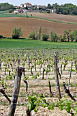 The Vineyards Of Gaillac, Tarn (81), France