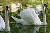 Swans On The Burgundy Canal, Yonne (89), Bourgogne, France