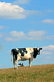 Holstein Cows, Orne (61)