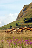 Herd Of Aubrac Cows In Summer Pasture, Lozere (48)