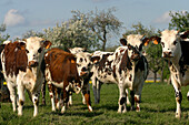 Herd Of Young Normandy Cows Under The Flowering Apple Trees, Eure (27)