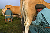 Hand-Milking Of Aubrac Cows In Summer Pasture On The Buron Of Puech De La Treilhe, Aveyron (12)