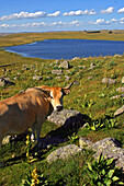 Aubrac Cows With A View Over The Lake Of St Andeol, Lozere (48)