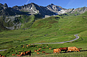 Tarentaise Cow With Its Bell In Alpine Pasture, Beaufortain, Savoie (73)