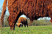 Cow Of The Highland Cattle Breed Of Scotland In The Marshes, Loops Of The Seine, Seine Maritime (76)