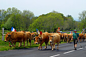 Herd Of Aubrac Cows, Summer Pasture, Transhumance, Aveyron (12), Midi-Pyrenees, France