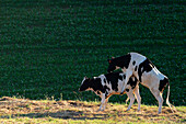 Cows Mating In A Field