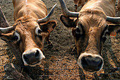 Aubrac Cows, Portrait