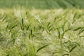 Barley Field, Beauce (28)