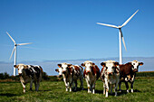 Herd Of Normandy Cows In Front Of Wind Turbines, Plateau Of Fecamp, Seine-Maritime (76), France