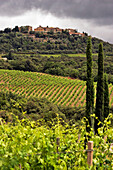 Landscape Of Vineyards In Front Of The Village Of San Angelo In Colle, Montalcino Region Known For Its Appellation Brunello Viticulture And Its Montalcino Red, Tuscany, Italy