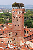 Torre Alberata Of The Palazzo Guinigi In Red Brick With Holm Oaks, Lucca, Tuscany, Italy