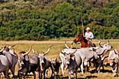 Herd Of Maremma Cows Being Led To Pasture By The Butteri, 'Tuscan Cowboys', Azienda Regionale Agricola Di Alberese, The Only Farm In The Maremma Natural Park, Spergolaia, Grosseto Region, Maremma, Tuscany, Italy