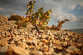 Grapevine, Vineyard On The Bekaa Plain, Lebanon