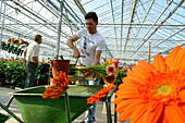 Picking Gerbera At A Greenhouse Flower Grower'S In The Area Around Aalsmeer, Netherlands, Europe