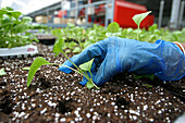 Planting Young Gerbera Shoots At A Greenhouse Flower Grower'S In The Area Around Aalsmeer, Netherlands, Europe