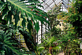 The Botanical Gardens, Hortus Botanicus, Tropical Greenhouse, Amsterdam, Netherlands